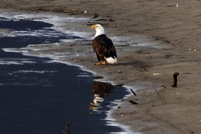 Bald eagle — photograph by Terry T. Preshaw